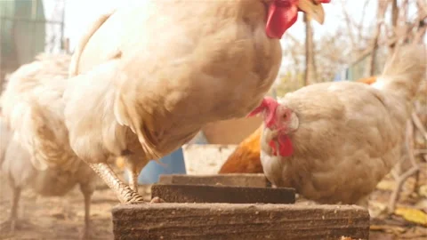Chickens eat grain. Close-up Stock Footage 101028954