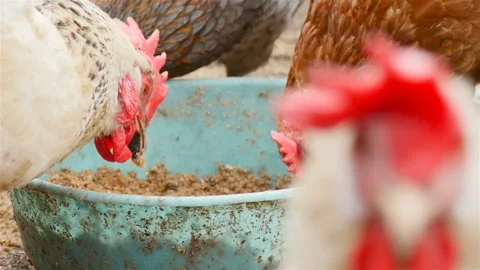 Chickens eat grain. Close-up Stock Footage 107741354