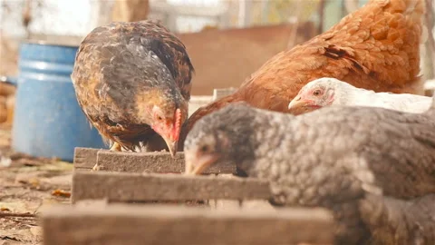 Chickens eat grain from the feeders. Slow Motion Close-Up Stock Footage 101028053