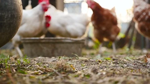 Chickens eat grain Video stock 80265229
