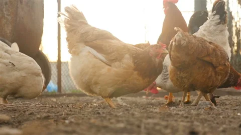 Chickens eat grain in the yard Stock Footage 107739422