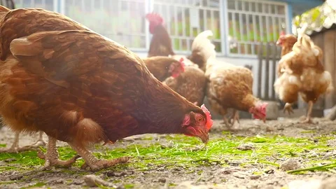 Chickens eat grass and grain Stock Footage 80280765