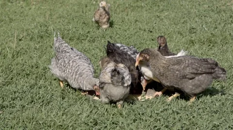 Chickens eat grass 動画素材 62808493