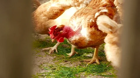 Chickens eat grass Stock-Footage 80280557