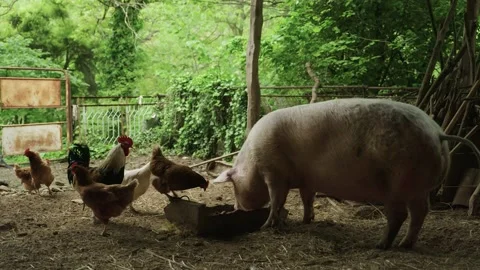 Chickens eat together with a pig from the same trough, Serbian Village. Stock-Footage 236622539
