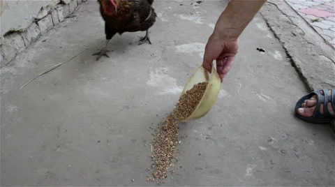 Chickens eat wheat Stock Footage 52115451