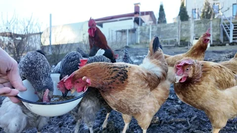 Chickens eat wheat from hands, actively pecking. A simple home farm. Stock Footage 299317748