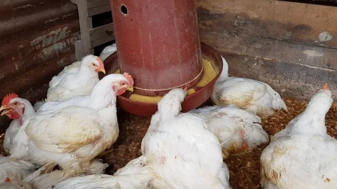 Chickens eating 4k Stock Footage 109453593