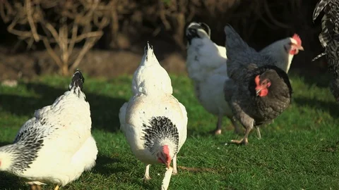 Chickens eating bread on grass (farm) 2 스톡 동영상 100033292