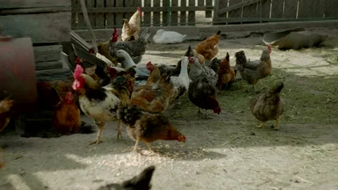 Chickens eating corn and relaxing in the backyard. Stock Footage