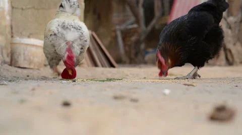 Chickens Eating Corn in the Farm Stock Footage 61750349