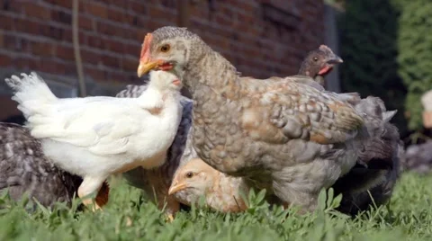 Chickens eating corn 動画素材 52086377