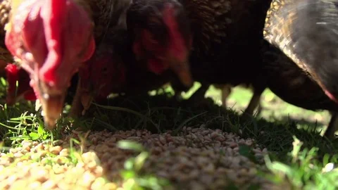 Chickens eating corn in slow motion Video stock 72107162