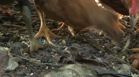 Chickens Eating ECU Stock Footage 1930378