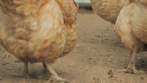 Chickens eating Extreme Close up Stock Footage 232162509