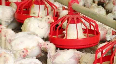 Chickens eating feed in farm Video stock 45949490