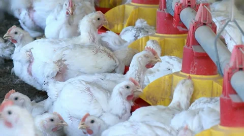 Chickens eating feed Video stock 37111082