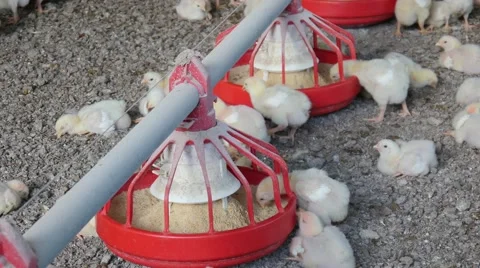 Chickens eating feed Video stock 62413853
