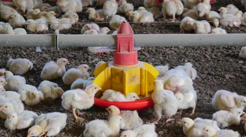 Chickens eating feed 库存影片 62420019