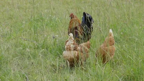 Chickens eating in field Video stock 198070923