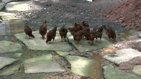 Chickens eating Stock Footage 454190