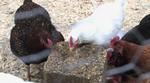Chickens Eating Video stock 8686995