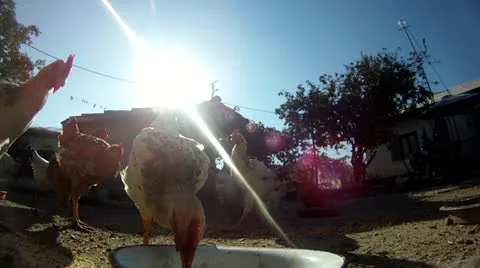 Chickens eating Stock Footage 18961200