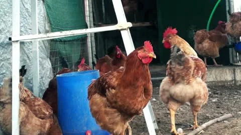 Chickens eating Stock Footage 21354604
