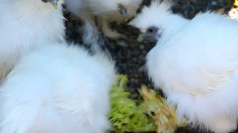 Chickens Eating Stock Footage 31904498