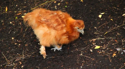 Chickens Eating Stock Footage 31904578