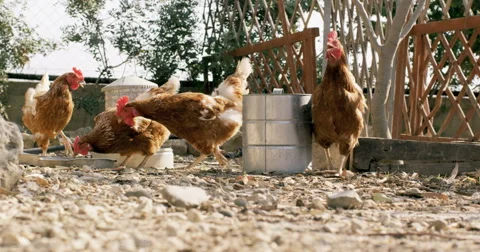 Chickens eating Stock Footage 40368174