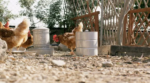 Chickens eating Stock Footage 40827223
