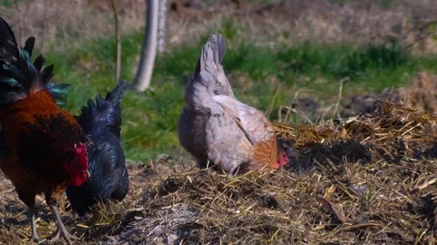 Chickens eating Stock Footage 105523661
