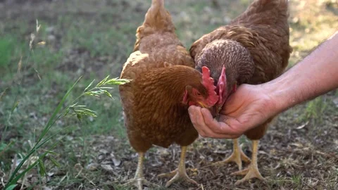 Chickens eating Vidéo 142540181