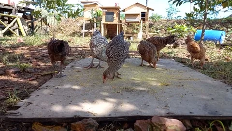 Chickens eating Stock Footage 157826689