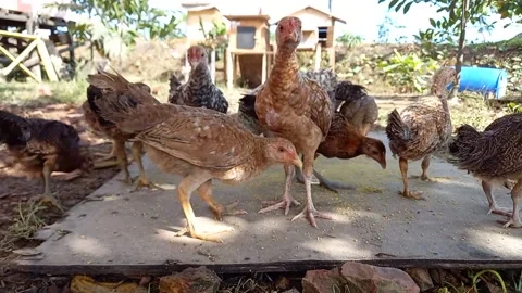 Chickens eating 스톡 동영상 157826695