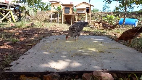 Chickens eating 스톡 동영상 157875286