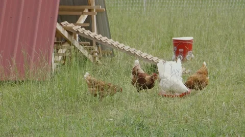 Chickens eating Stock Footage 198070920