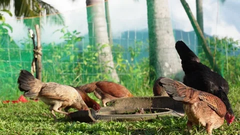 Chickens eating Stock Footage 320334650