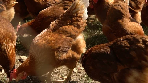 Chickens eating in free range farm Stock Footage 87776279