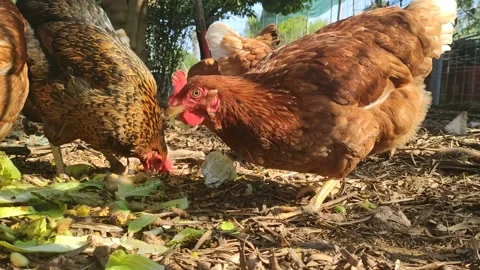 Chickens eating in the garden Stock Footage 134175778