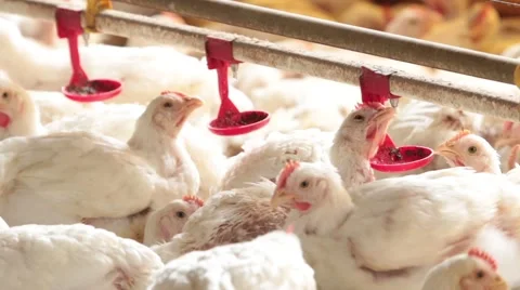 Chickens eating grain Stock-Footage 51196214