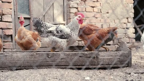 Chickens eating grains. Stock Footage 136371804