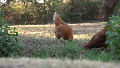 Chickens eating grains Vidéo 142537221