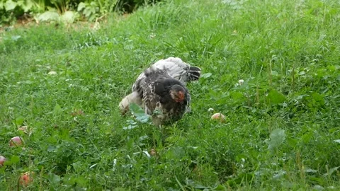 Chickens eating grains on free range farm with green grass, Chicken in Farm Stock Footage 246580559