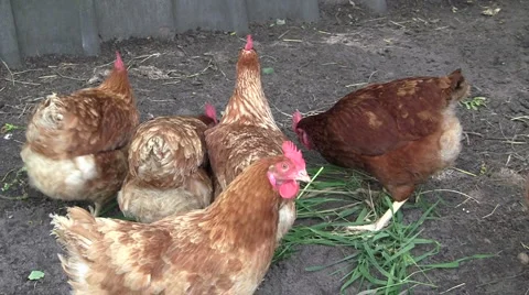 Chickens eating grass Stock Footage 6531462