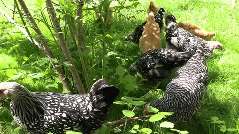 Chickens eating grass Stock Footage 114583119