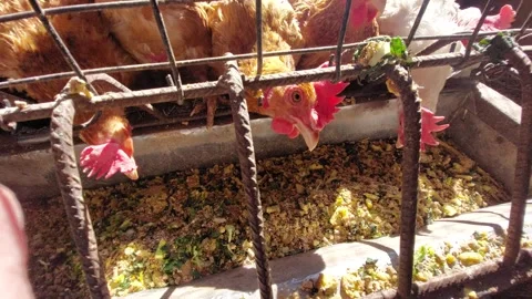 Chickens eating mixed feed from a trough in a coop Vídeos de archivo 333643546