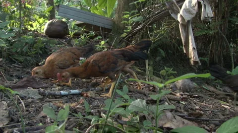 Chickens Eating MS Stock Footage
