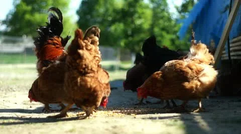 Chickens eating outside Stock Footage 9704786